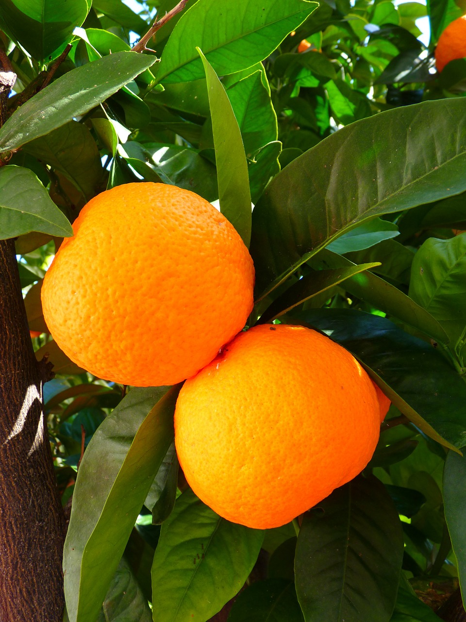 Image - oranges tree leaves green leaf