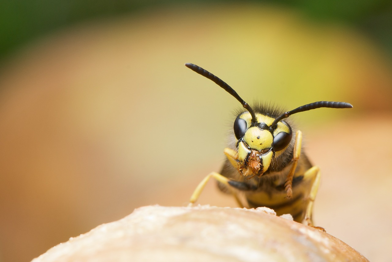 Image - wasp german wasp vespula germanica
