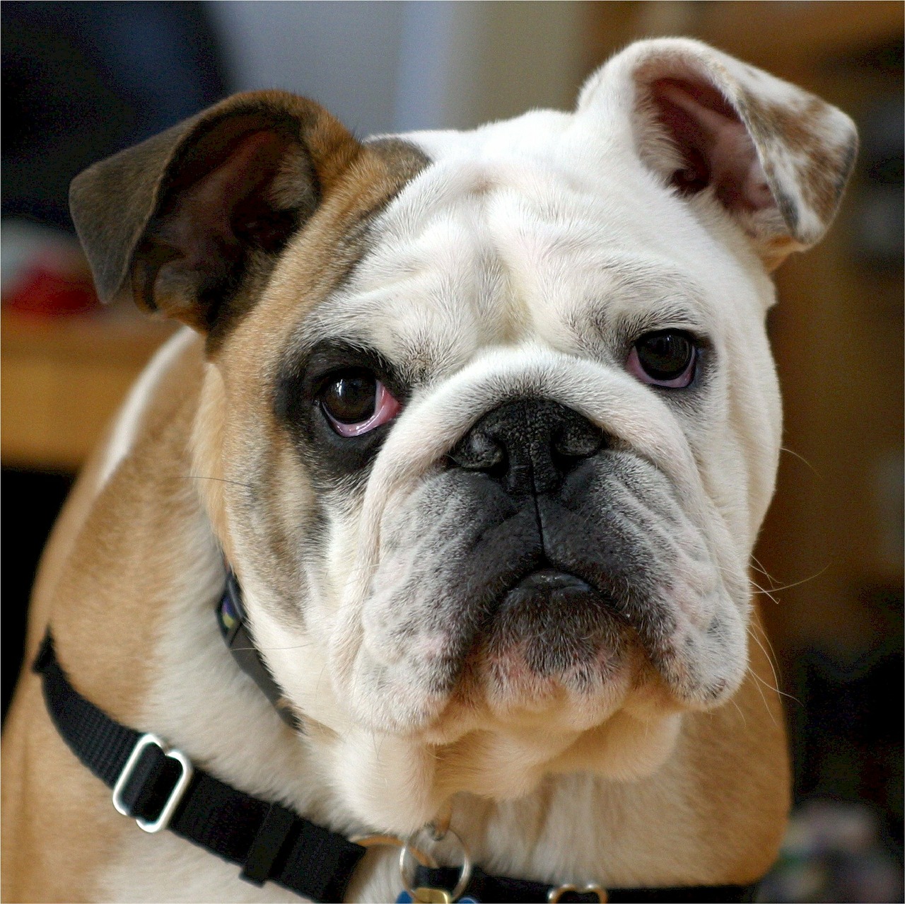 Image - english bulldog bulldog canine dog