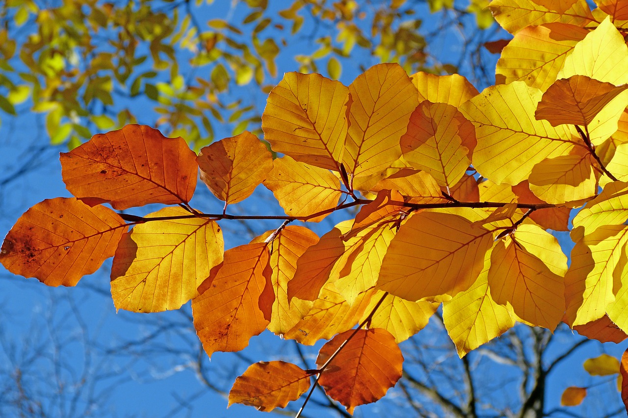 Image - foliage beech leaves fall