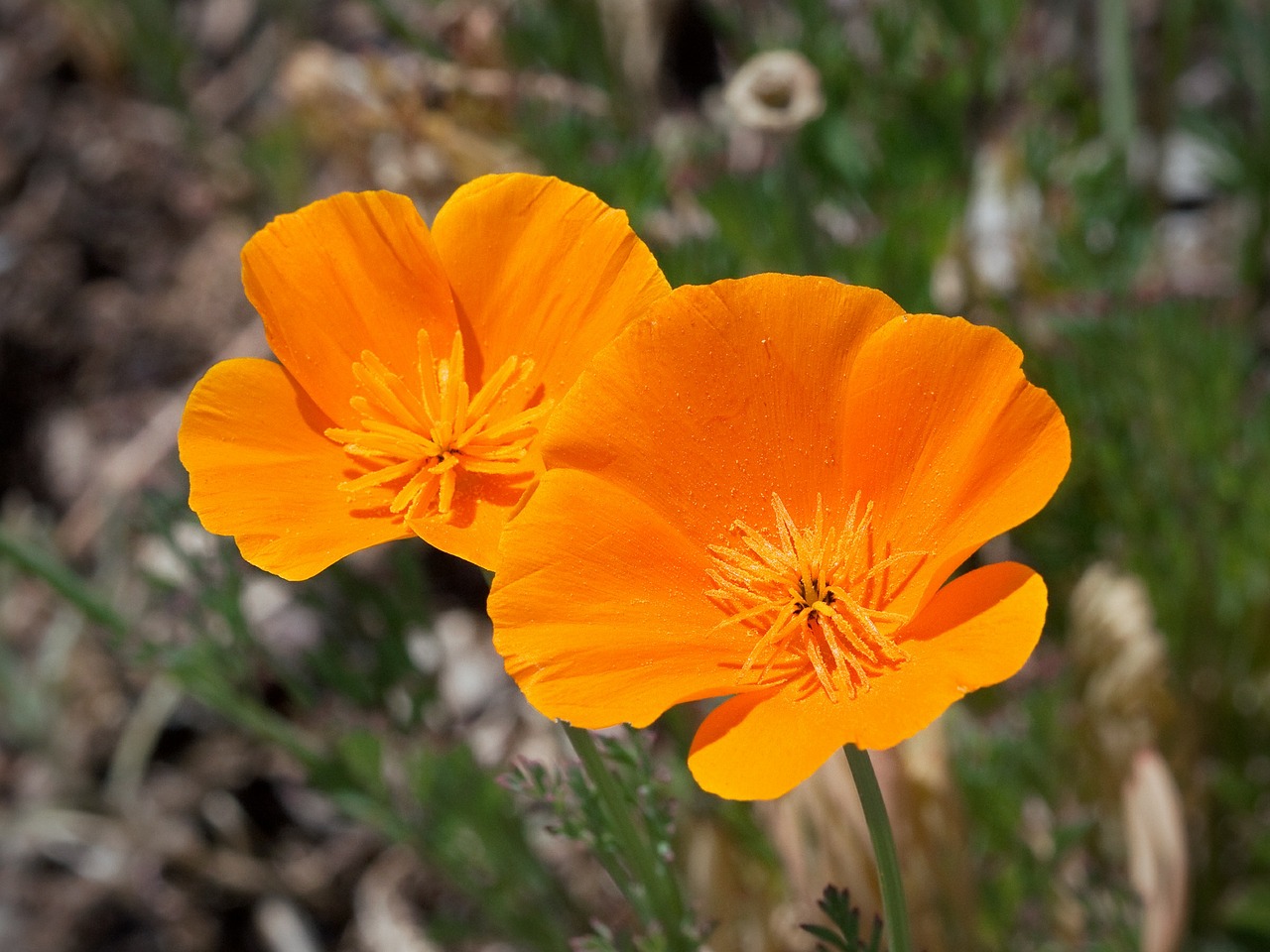 Image - poppy california blooms flower