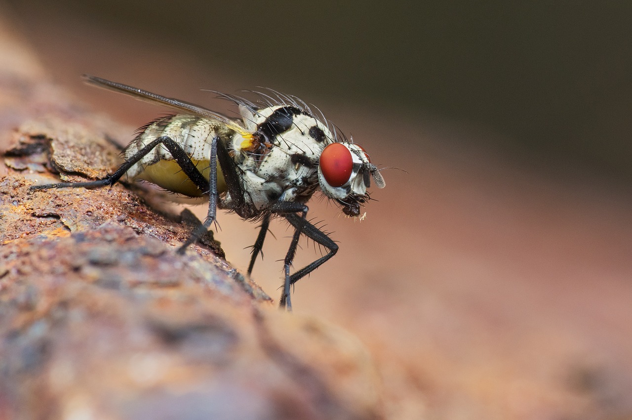 Image - fly insect macro compound eye