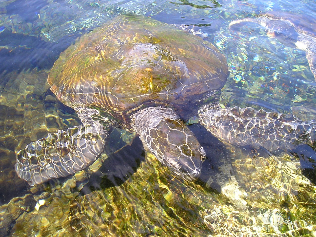 Image - turtle animal water creature