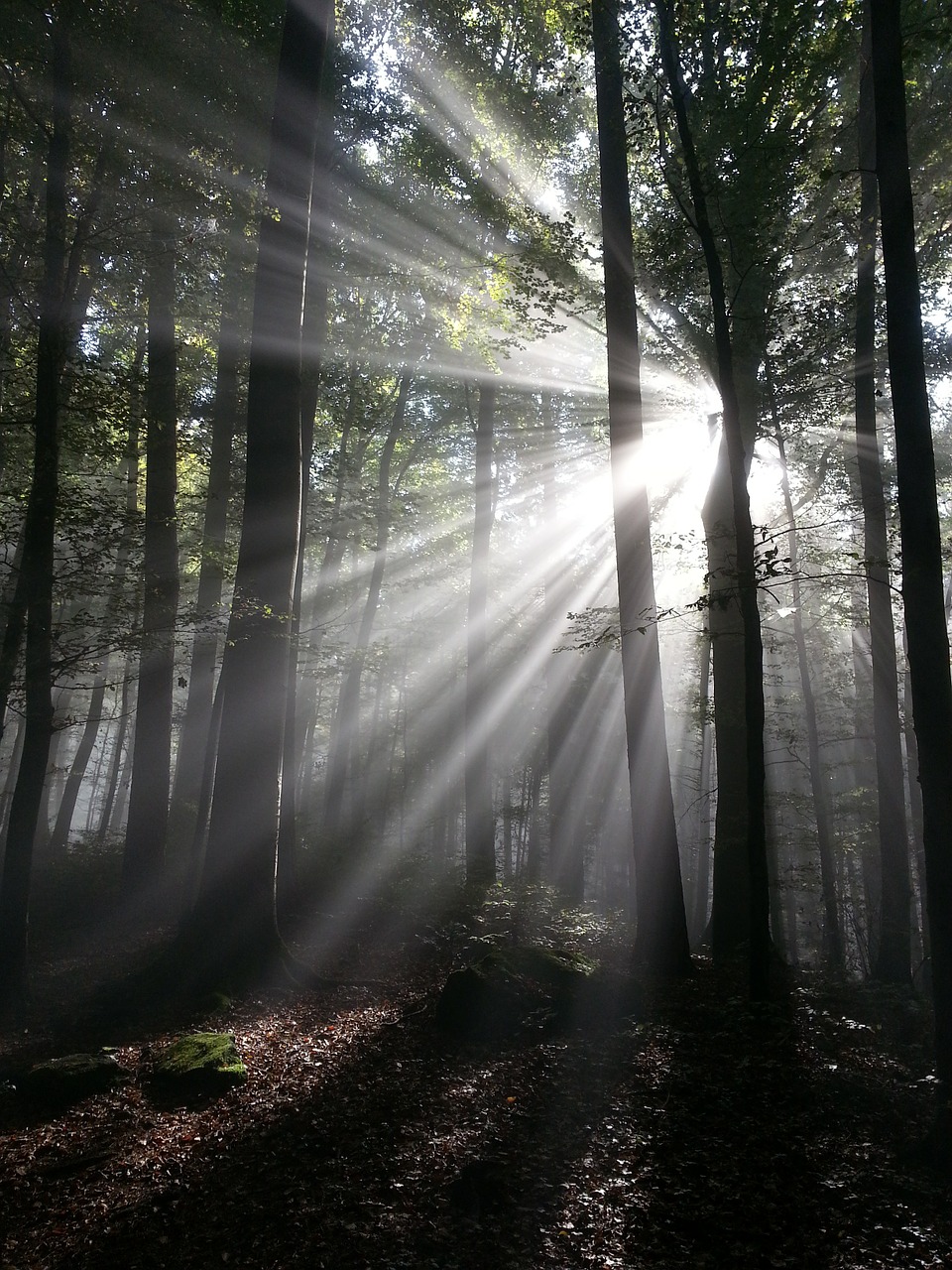 Image - sunbeam rays sun forest