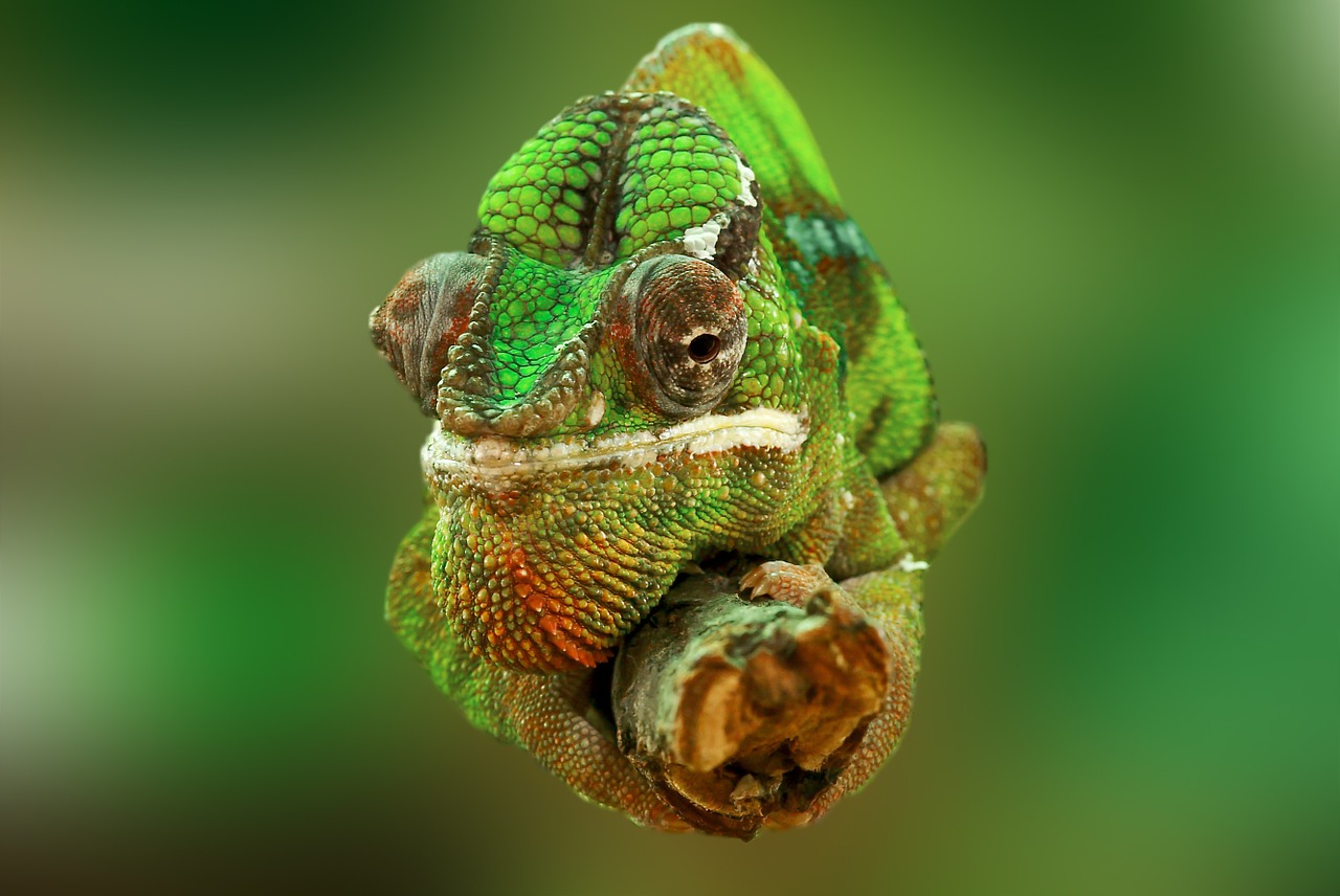 Image - chameleon reptile lizard green