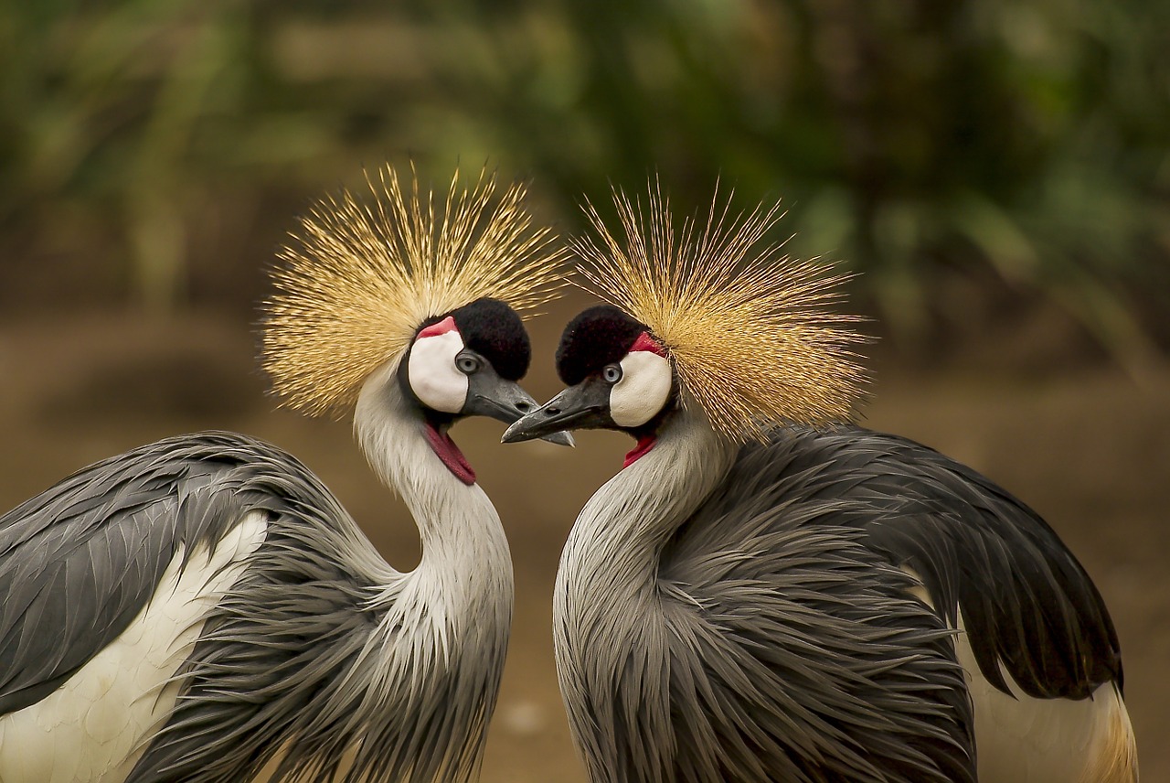 Image - grey crowned crane bird crane