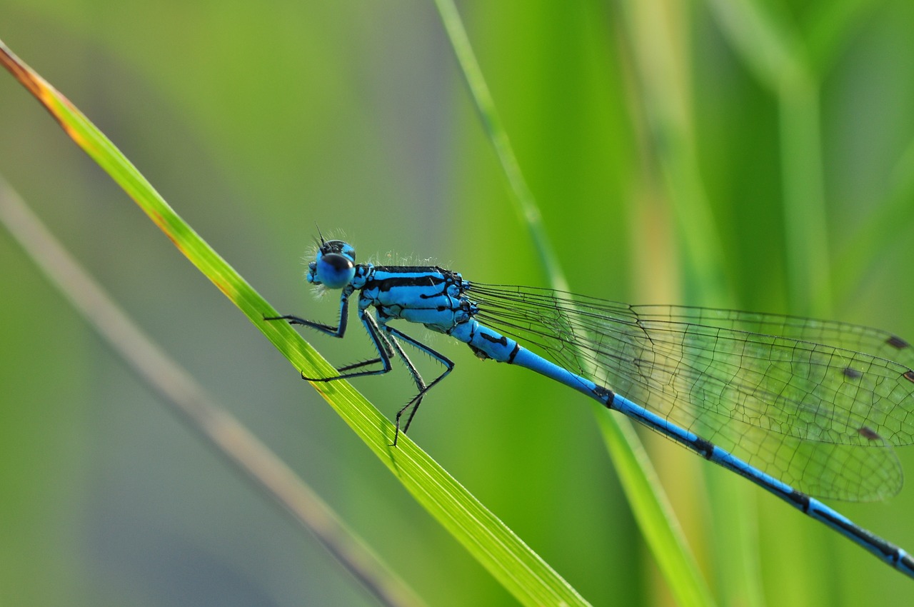 Image - dragonfly azure bridesmaid insect