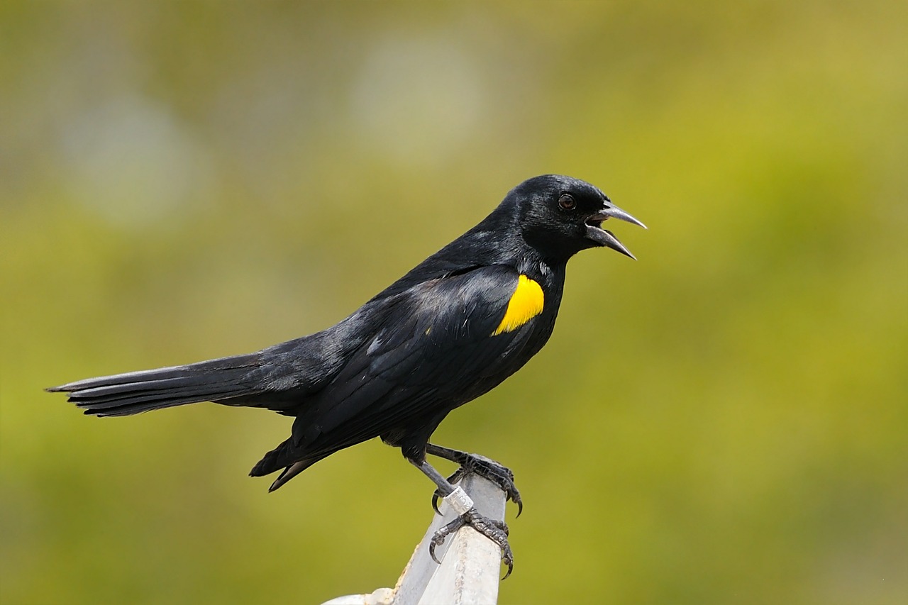 Image - yellow shouldered blackbird bird