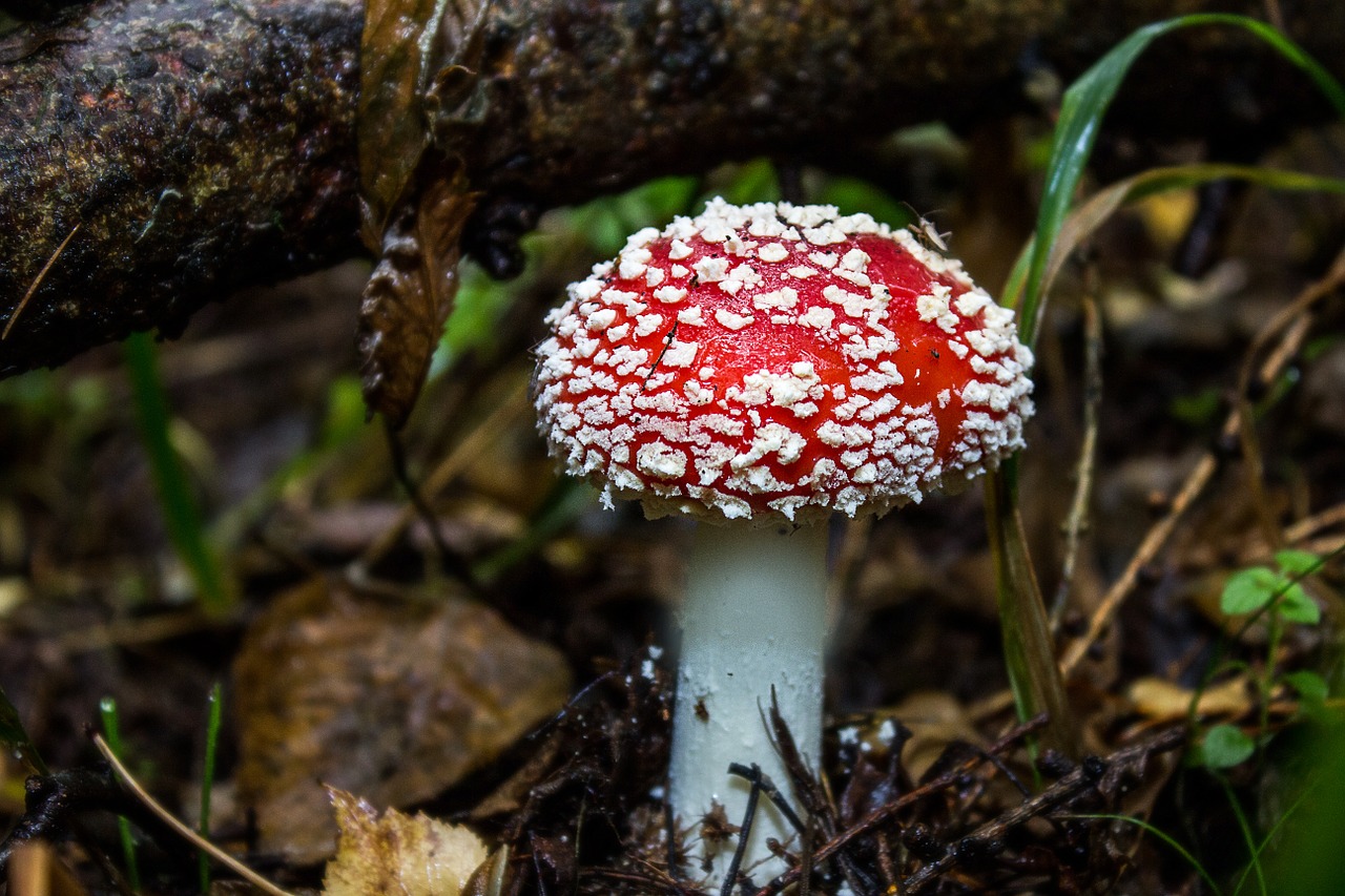 Image - mushroom fly agaric toxic