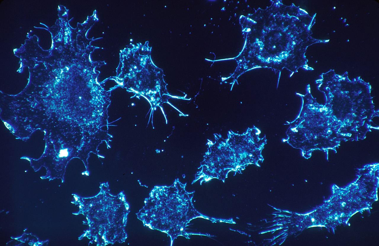 Image - cancer cells cells scan