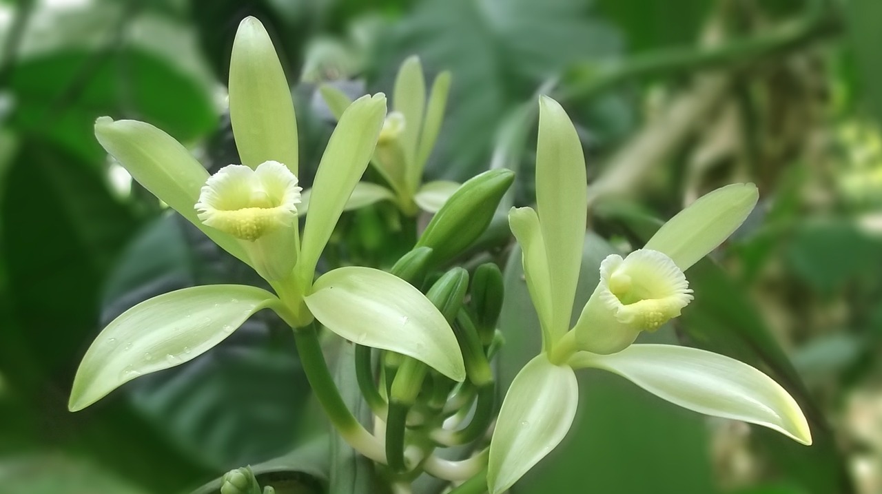 Image - vanilla flower vanilla white yellow