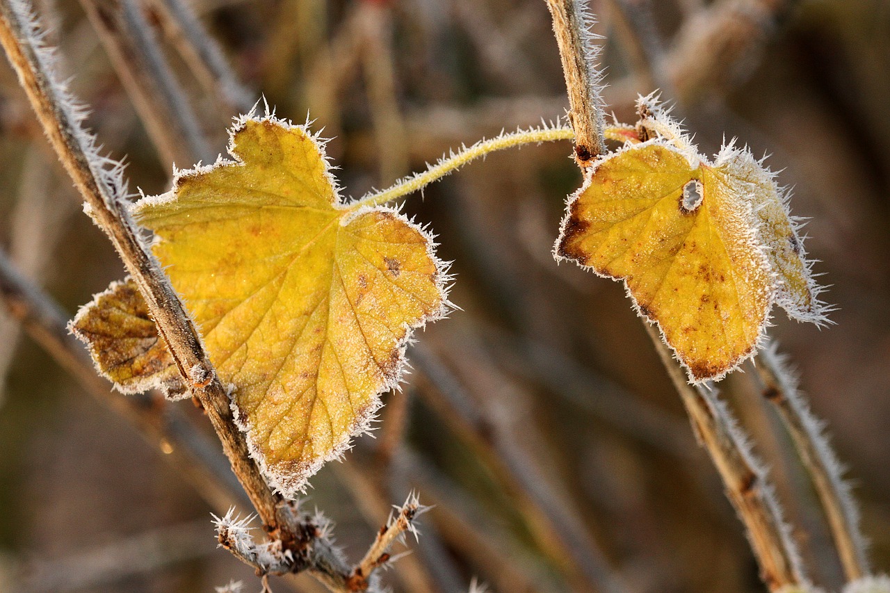 Image - autumn leaf hoarfrost currant