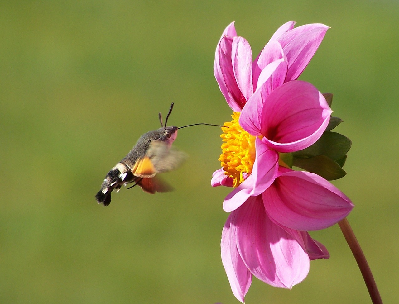 Image - hummingbird hawk moth butterfly