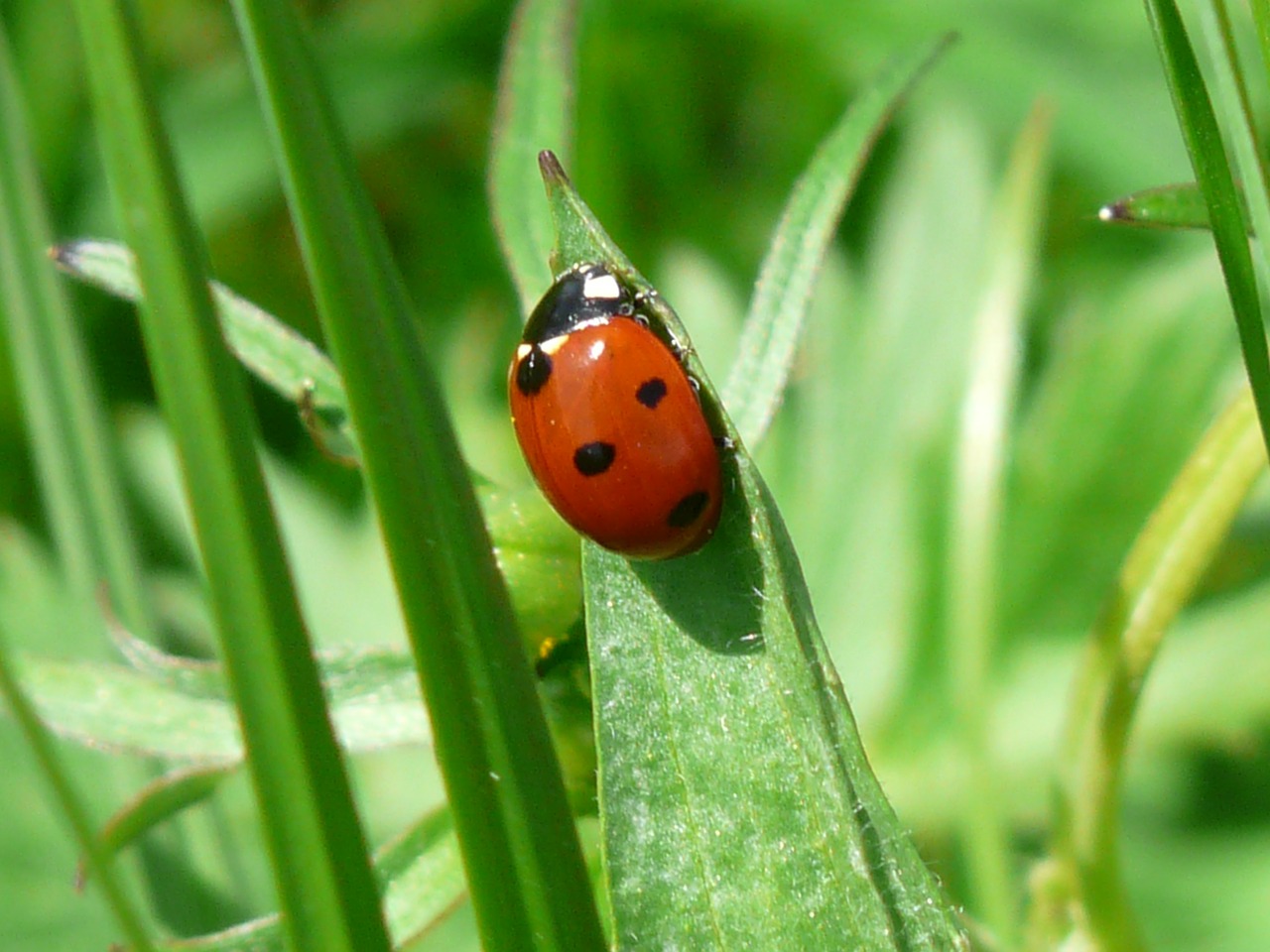 Image - ladybug beetle red points