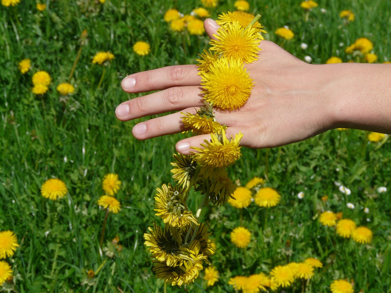 Image - dandelion dandelion crown wreath