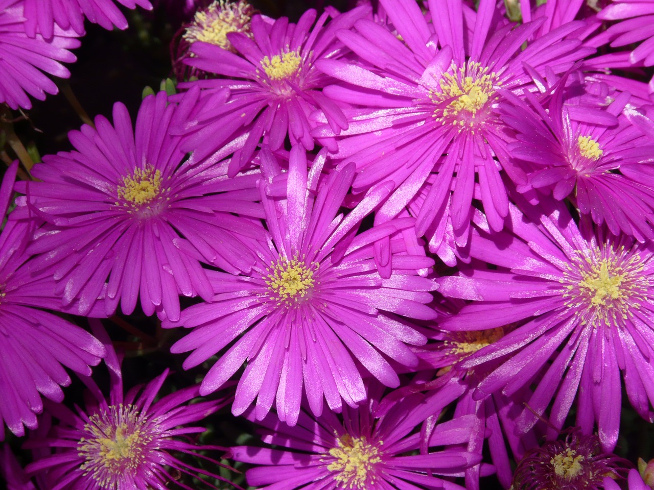 Image - red mittagsblume ice plant flower