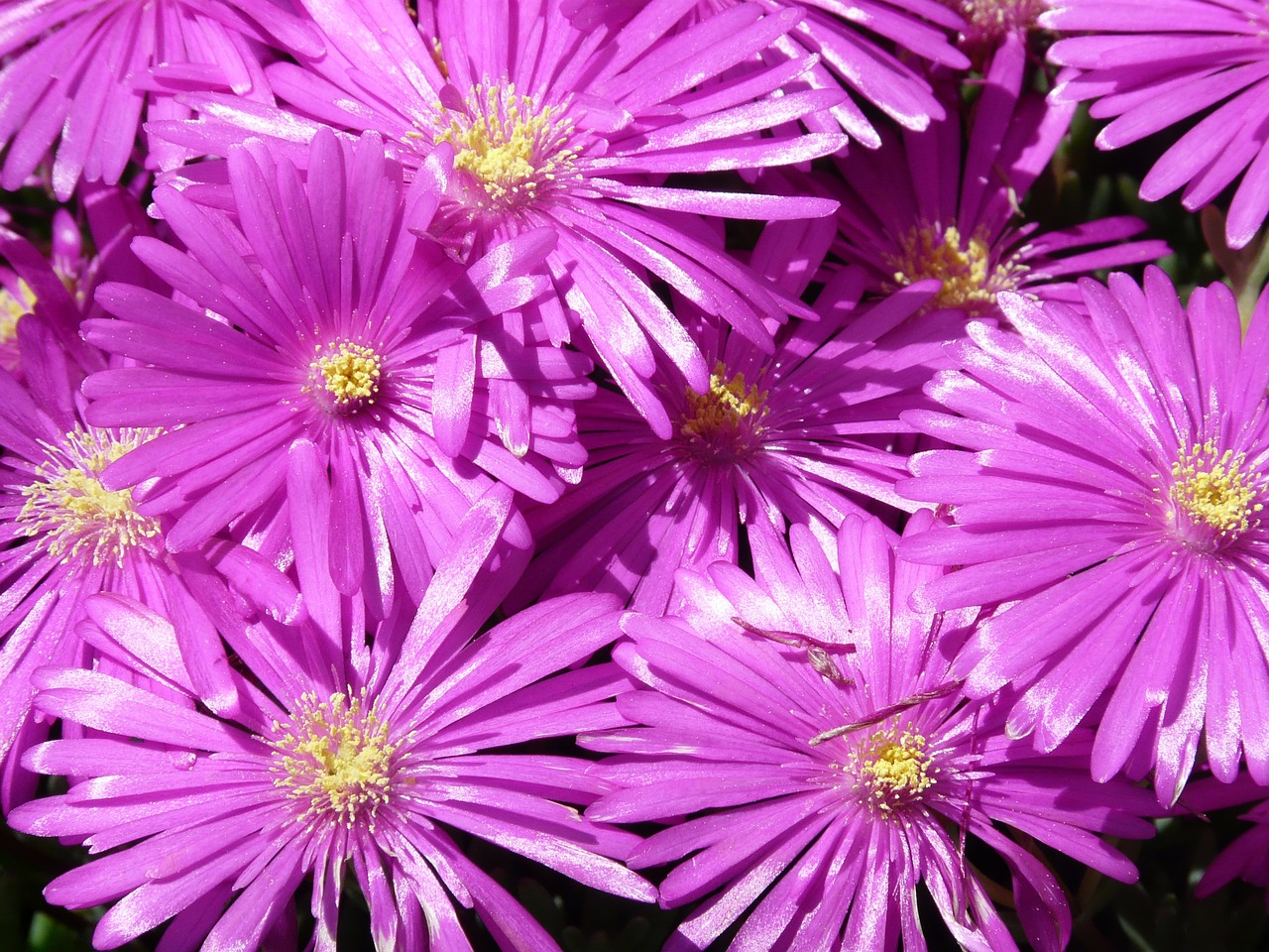 Image - red mittagsblume ice plant flower