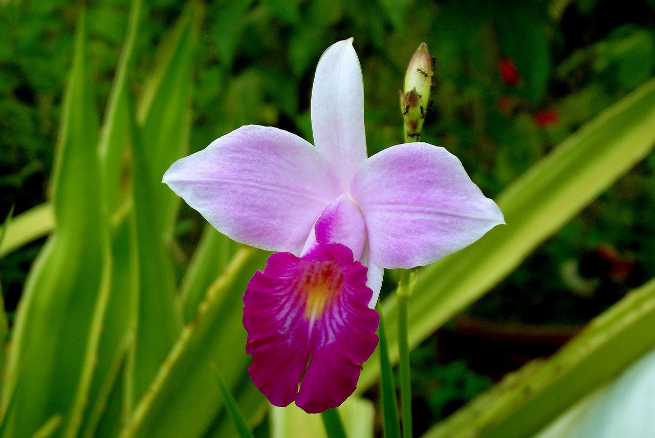 Image - bamboo orchid garden flowers