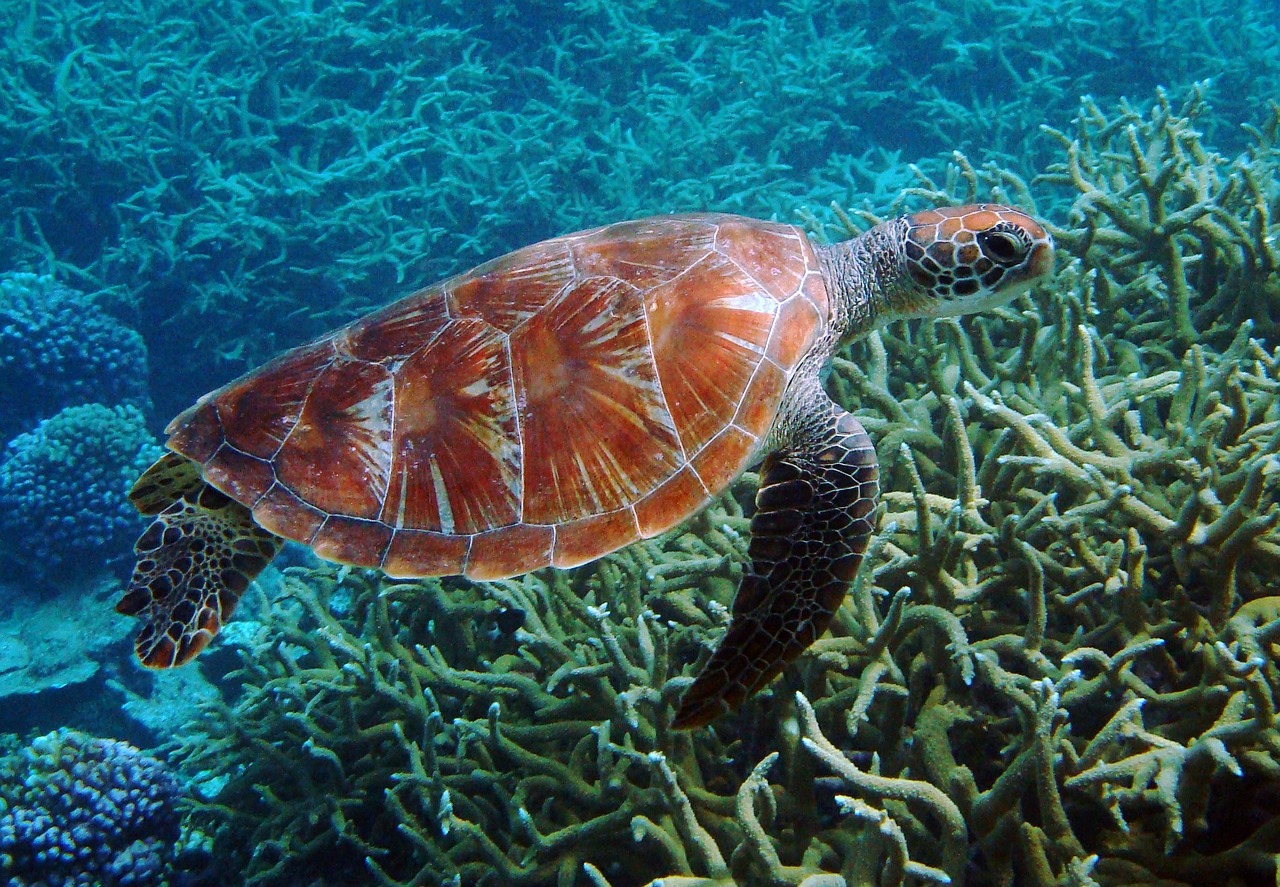 Image - turtle green turtle ocean swimming