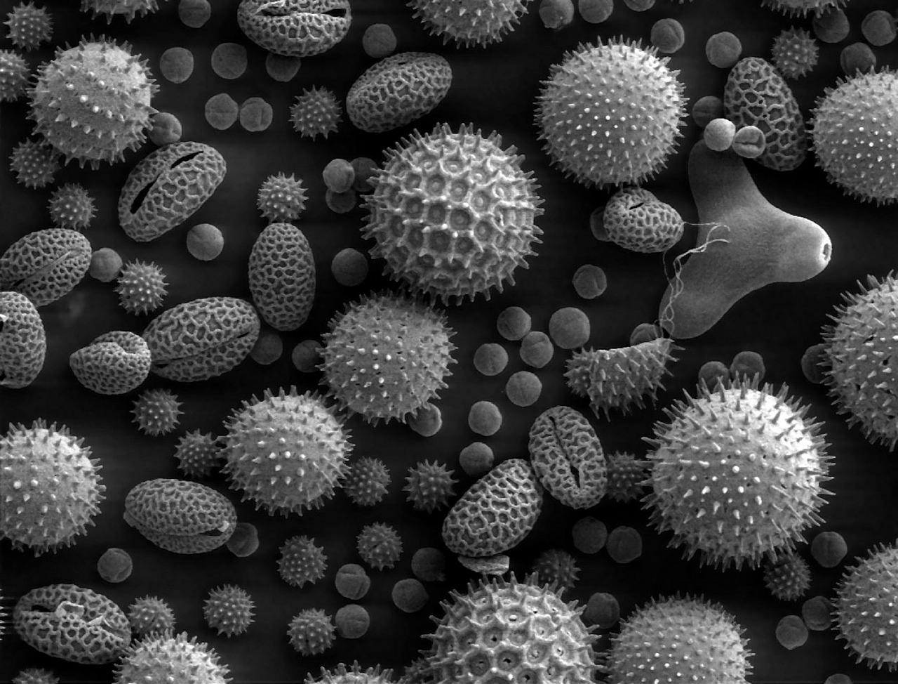 Image - pollen microscope