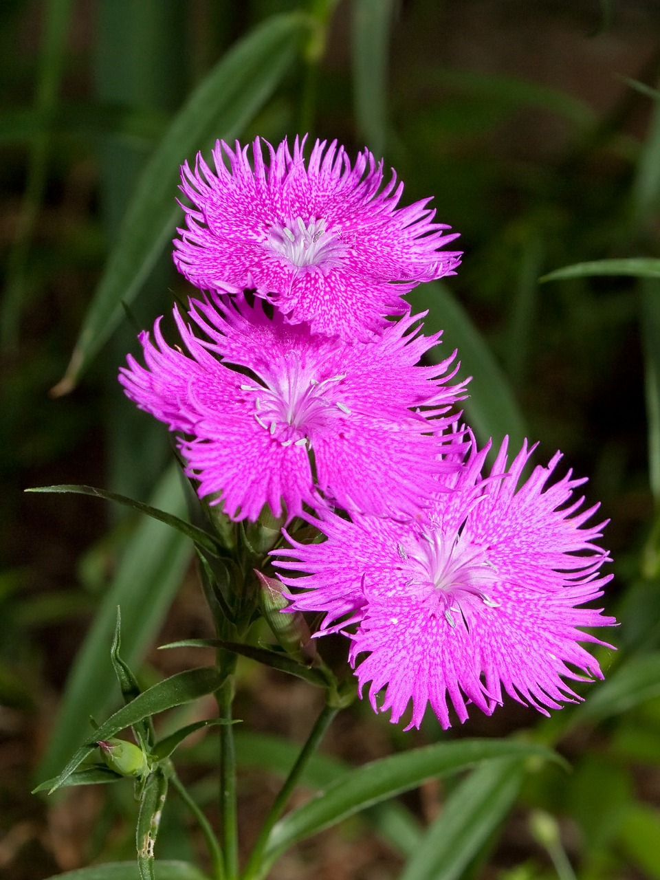 Image - carnation flowers pink dianthus