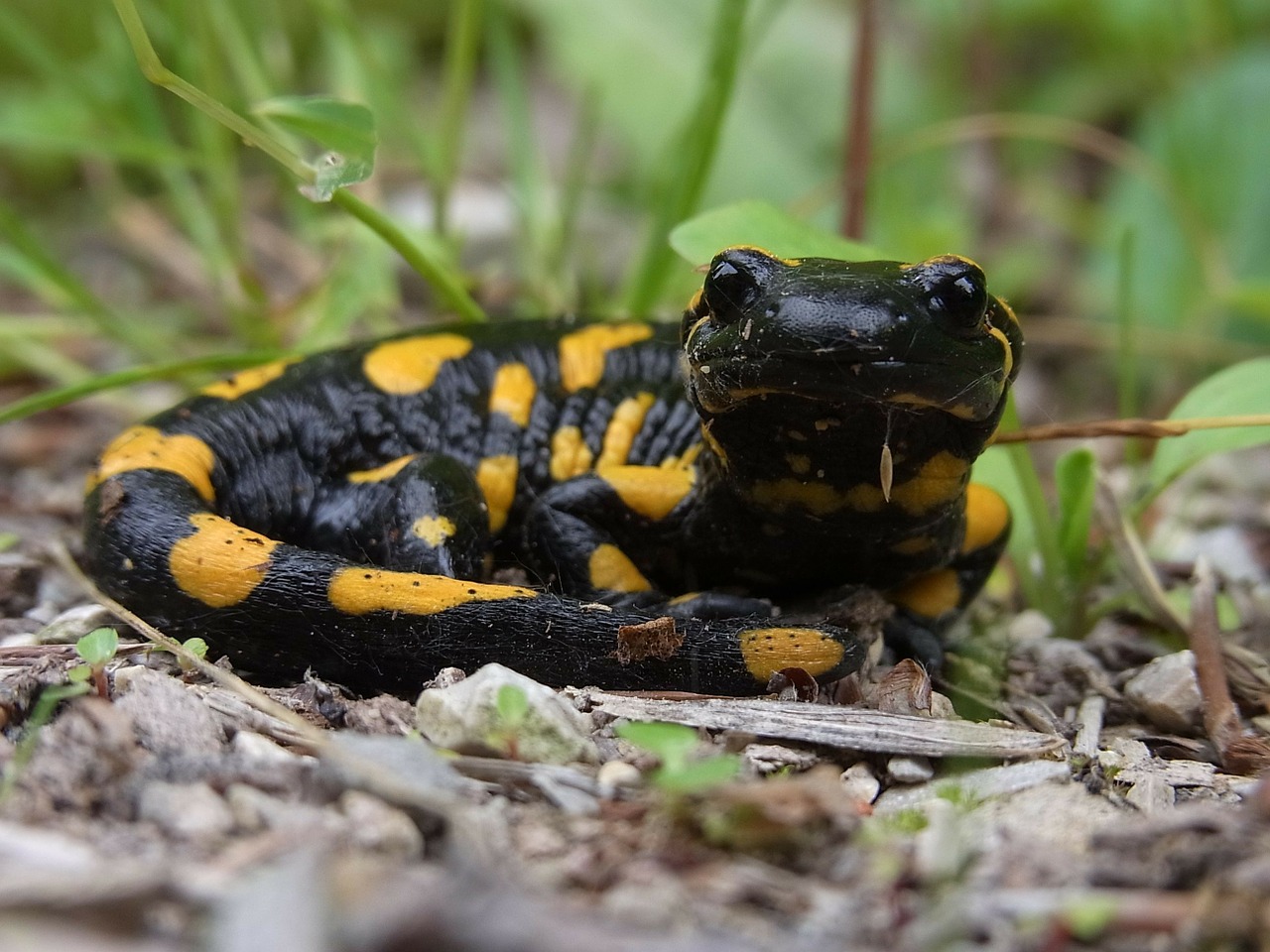 Image - fire salamander amphibian amphibious