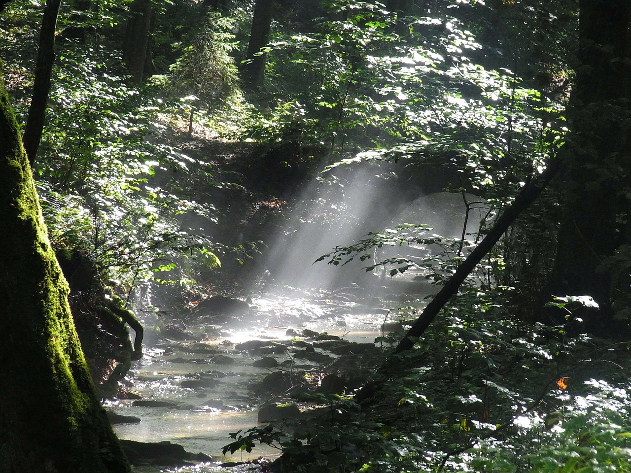 Image - forest bridge fog morning sun