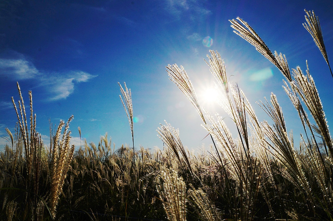 Image - reed sky light autumn