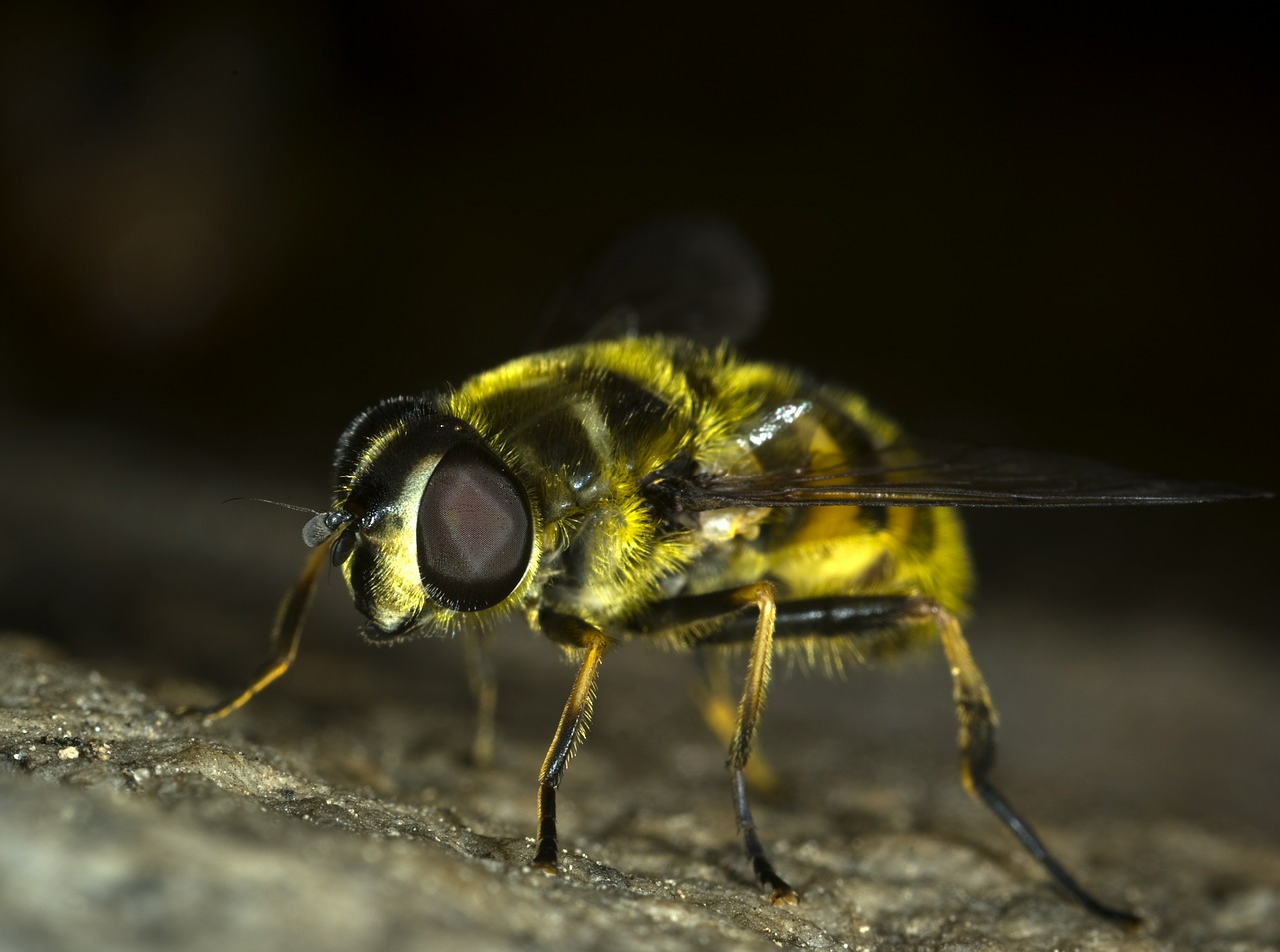 Image - hoverfly fly insect bug macro