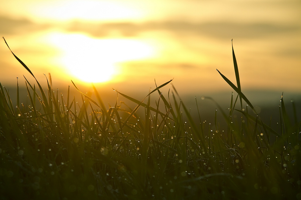 Image - grass sunrise water tropics sun