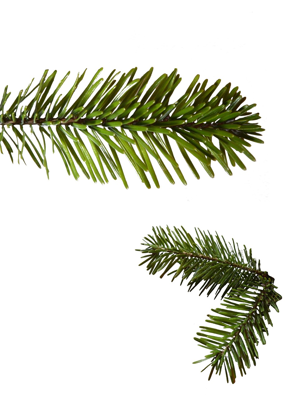 Image - holly fir green christmas advent