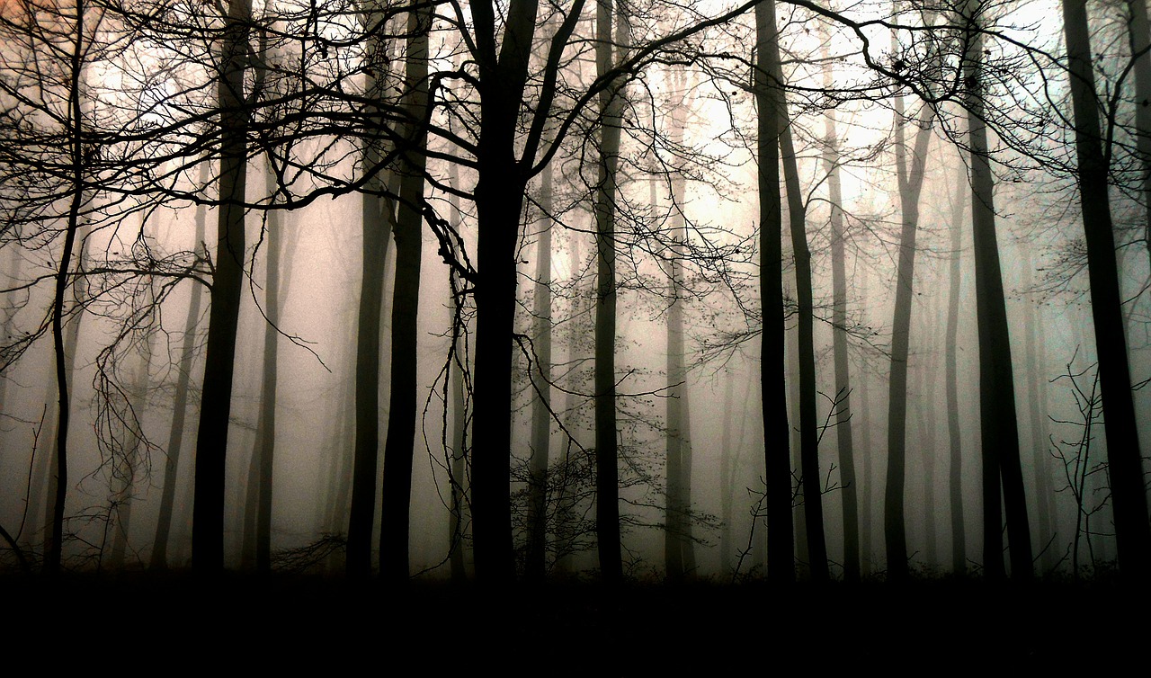 Image - forest dark trees fog