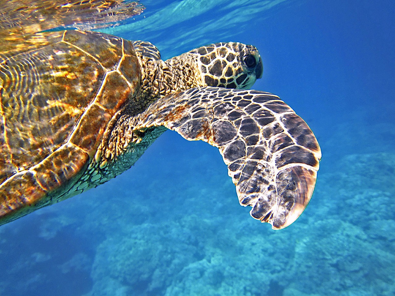Image - sea turtle green sea turtle