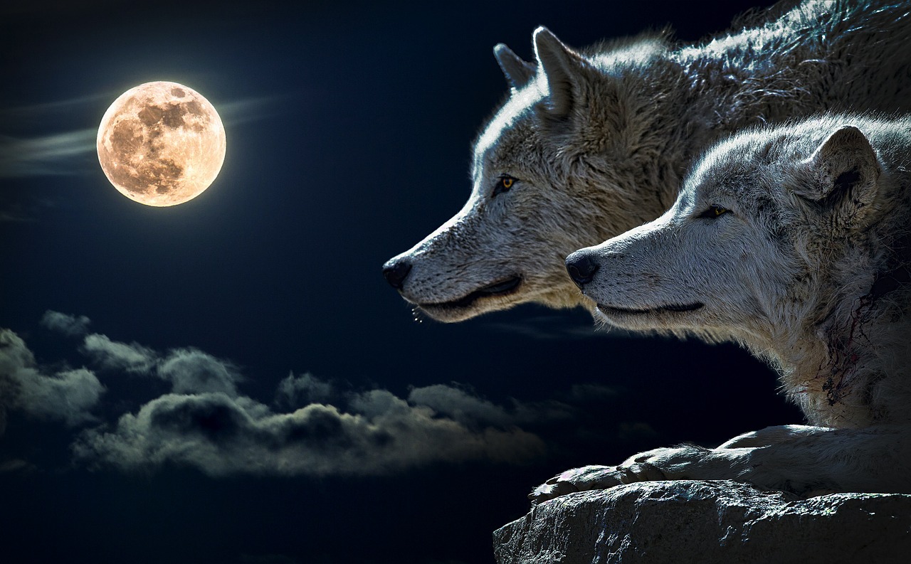 Image - wolf torque wolf moon cloud sky