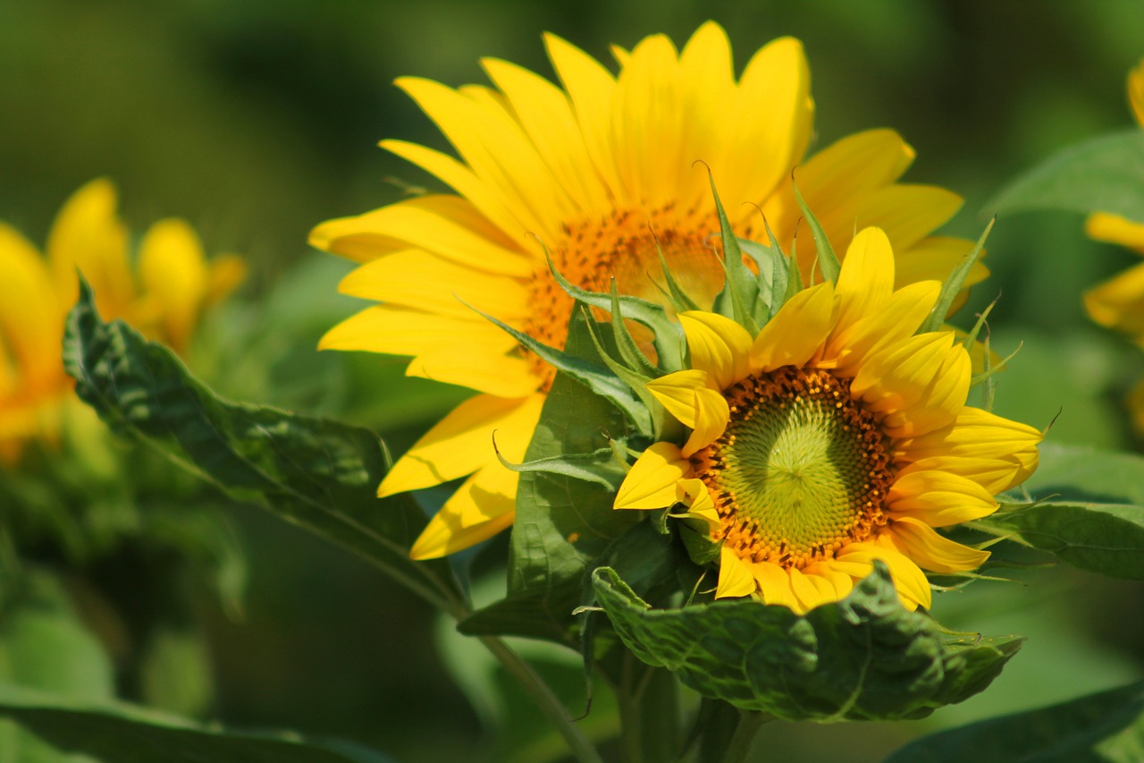 Image - sunflower flower yellow summer