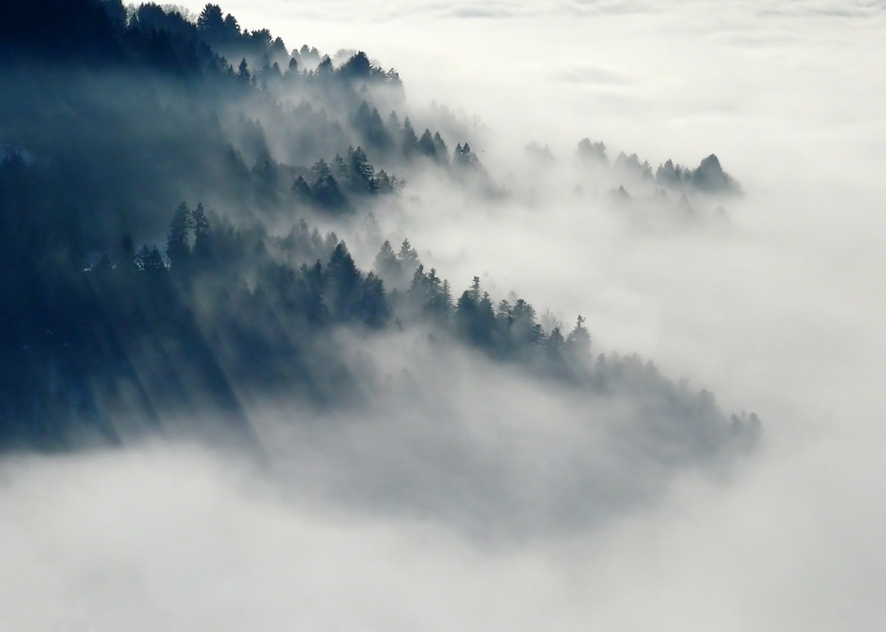 Image - forest fog nature winter trees