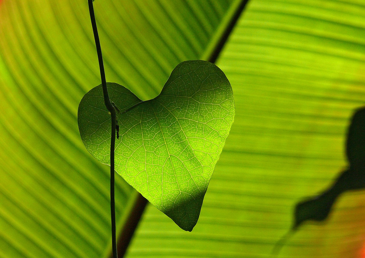 Image - green leaf heart shadow play