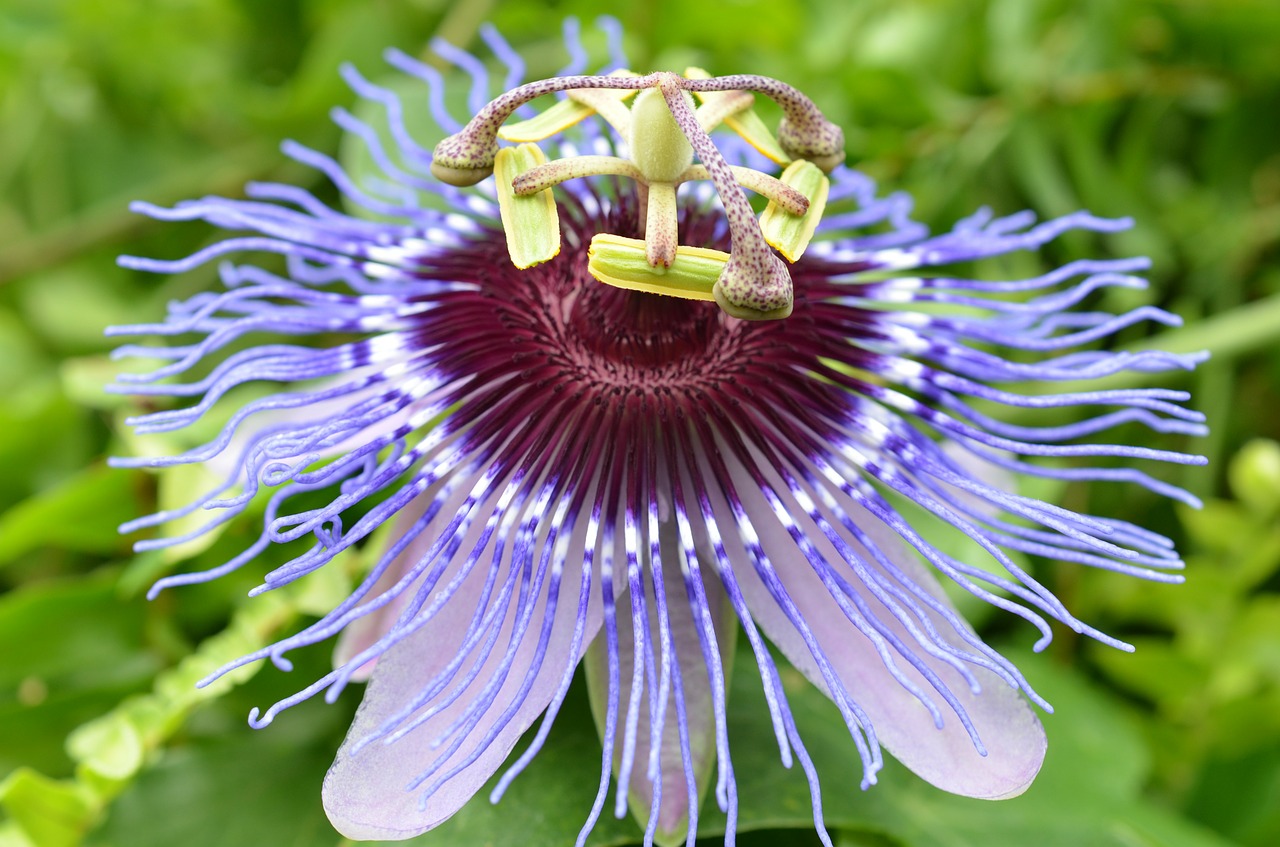 Image - blossom bloom passion flower bloom