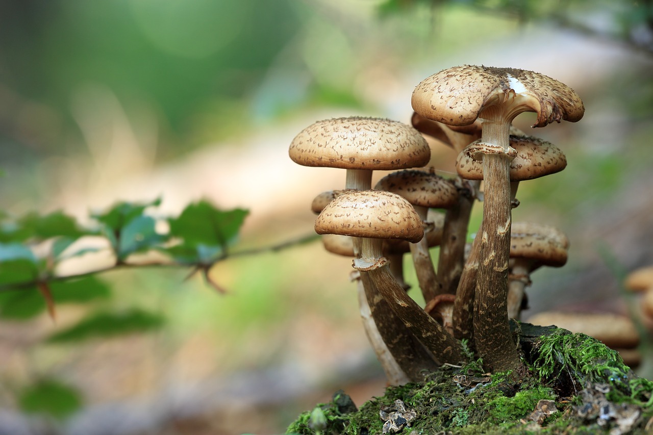 Image - mushrooms opieńki forest litter