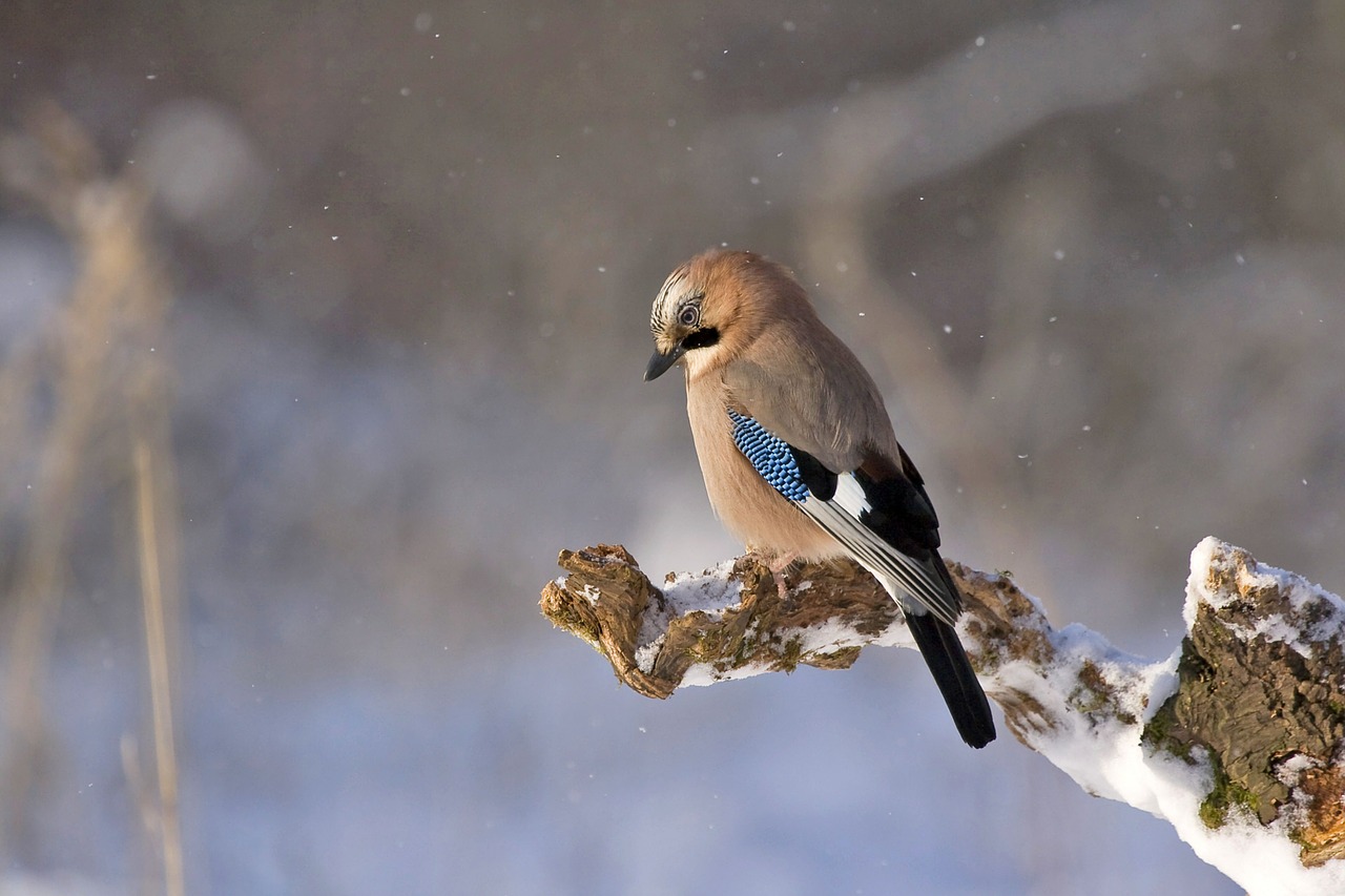 Image - jay bird konar winter