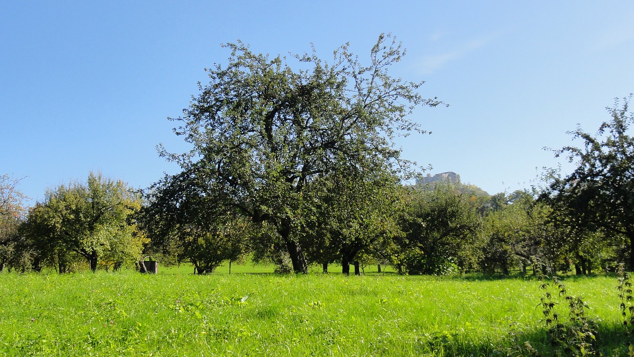 Image - orchard tree fruit tree pear