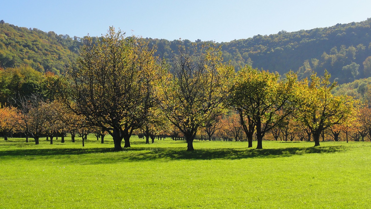 Image - orchard tree fruit tree summer