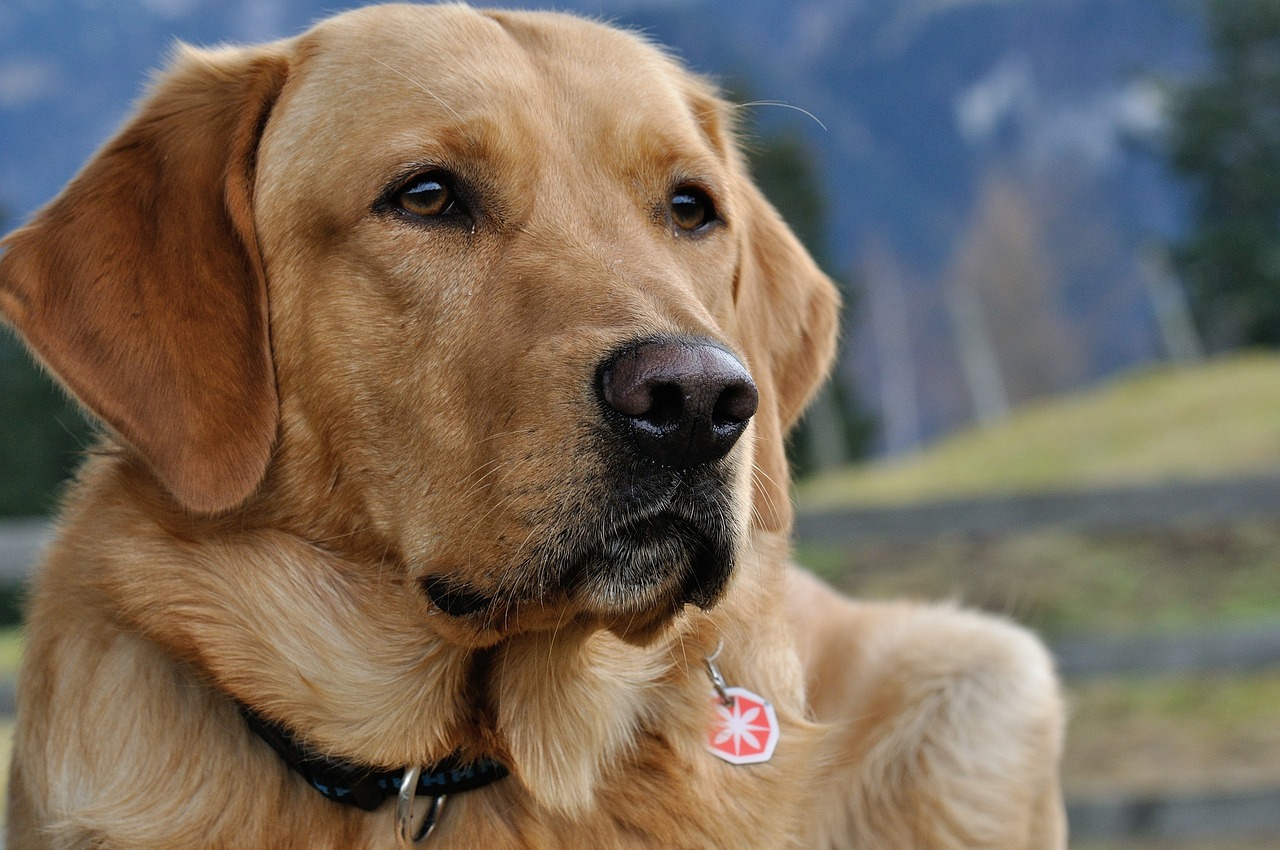 Image - dog labrador close snout pet