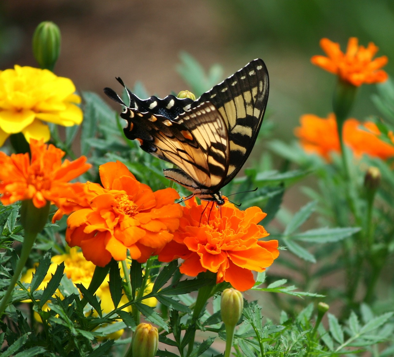 Image - old world swallowtail butterfly