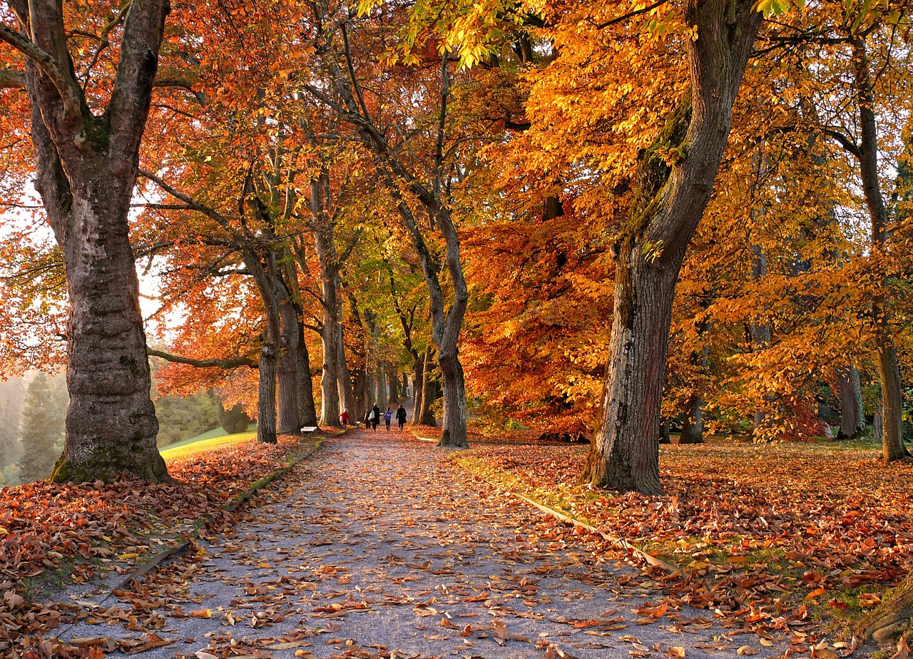 Image - autumn avenue trees