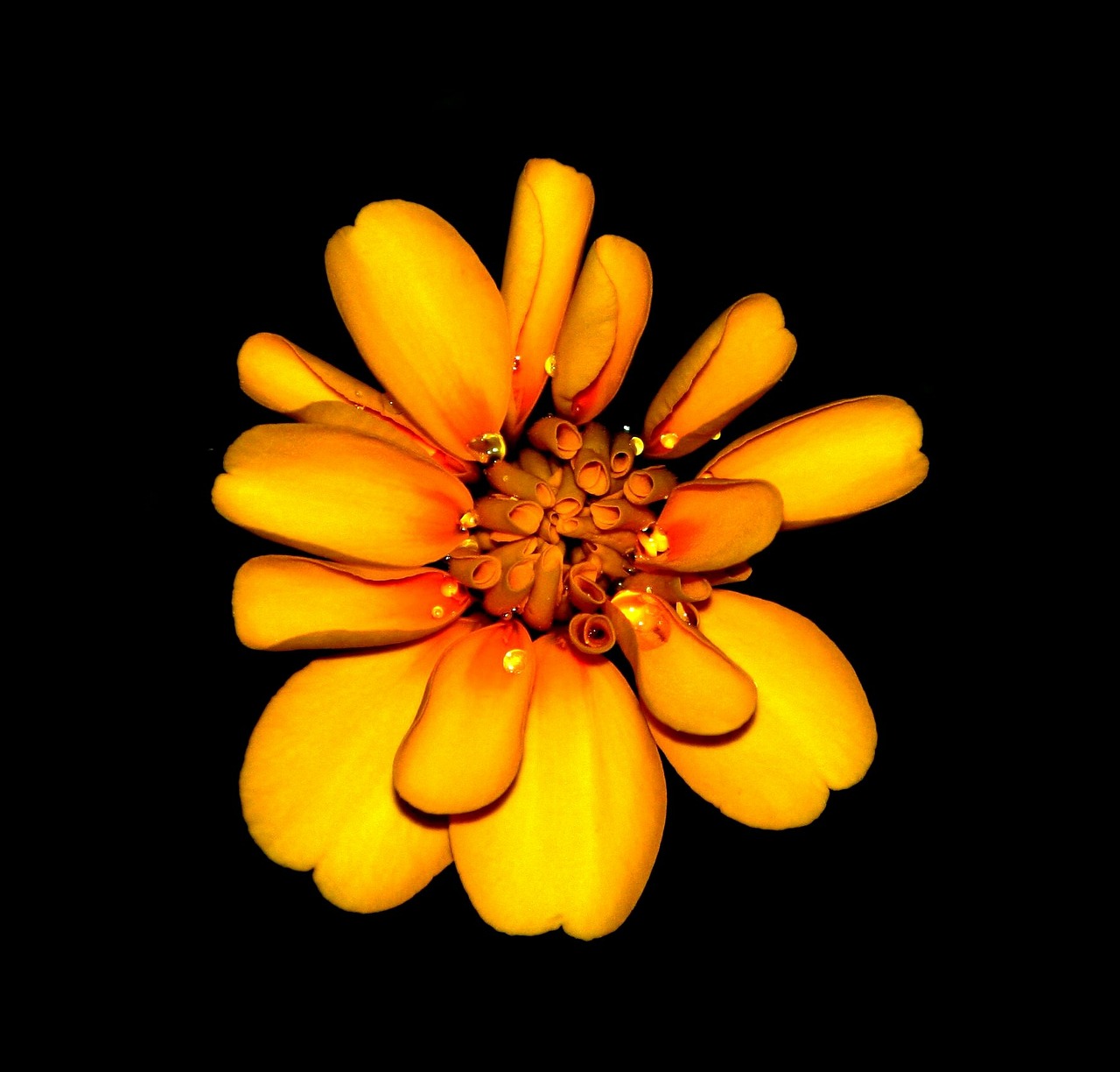 Image - marigold flowers orange yellow