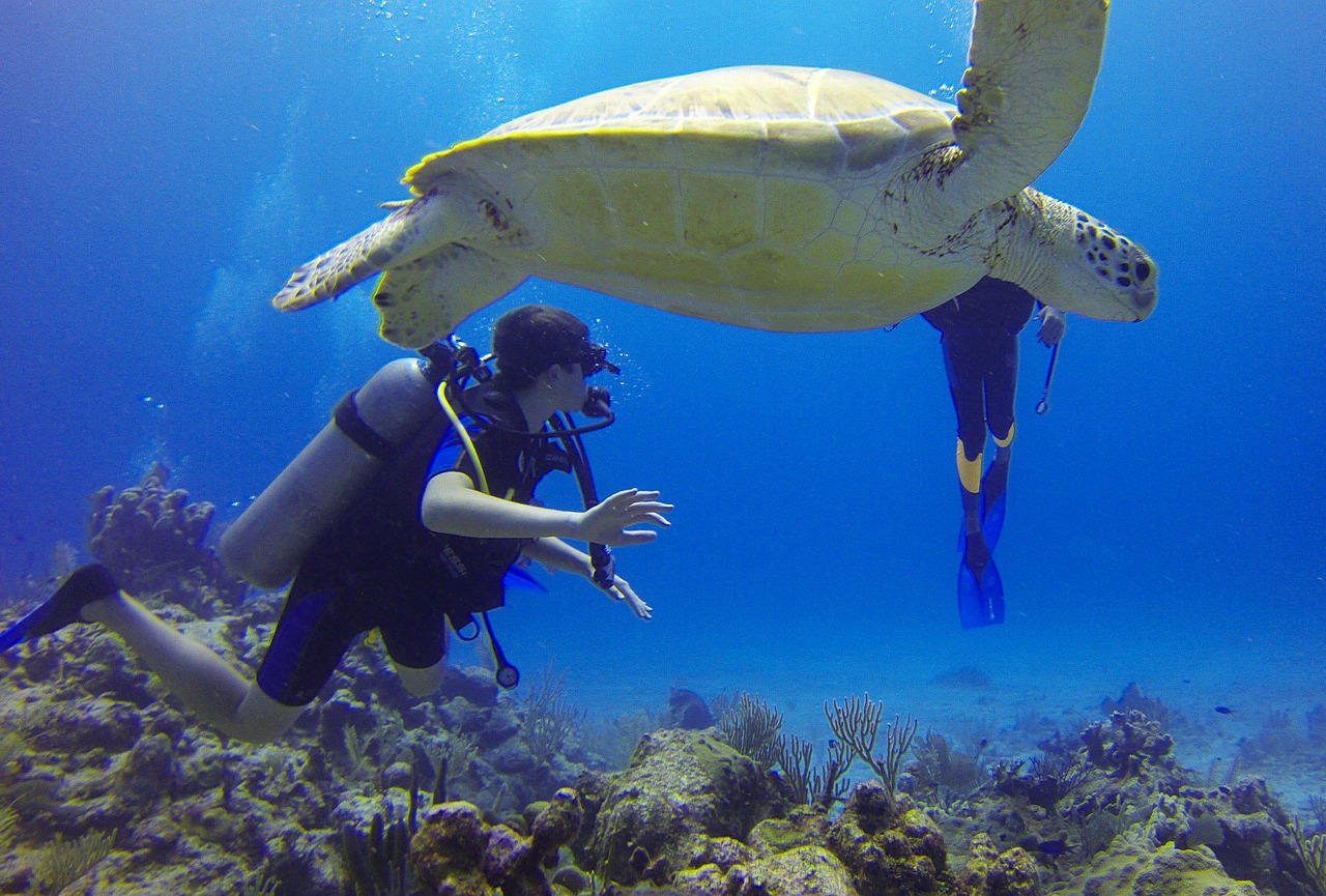 Image - diver turtle mexico scuba diving