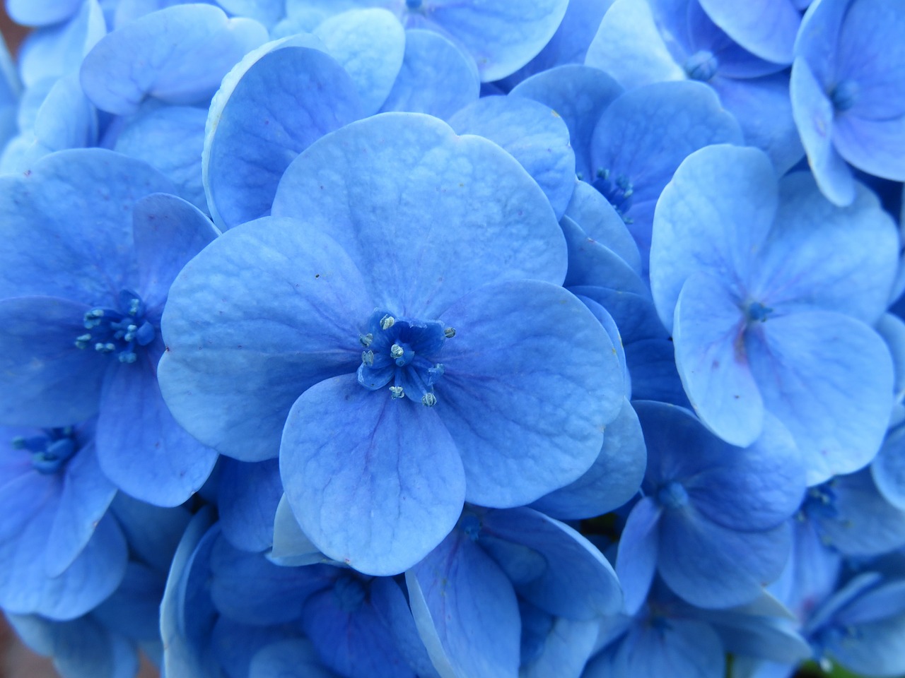 Image - hydrangea flower blue stamens