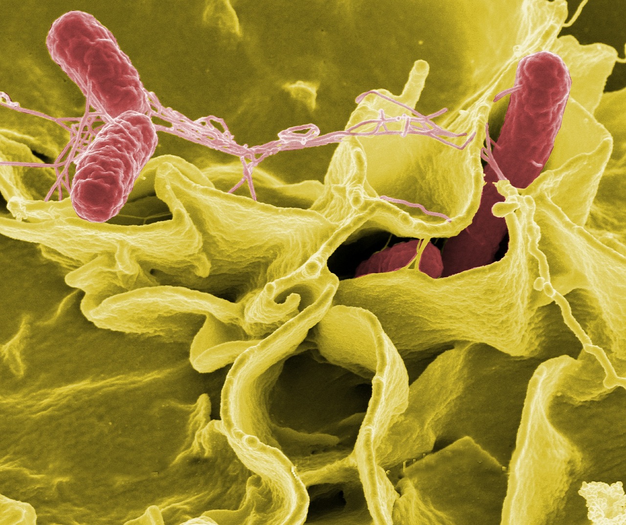 Image - salmonella bacteria macro