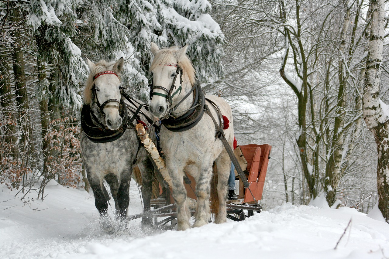 Image - sleigh ride horses the horse winter